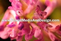 Placid Media And Design image 2